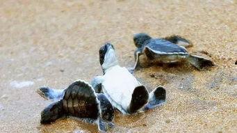 海龟爸爸爆料了吗视频播放,揭秘幕后真相  第3张